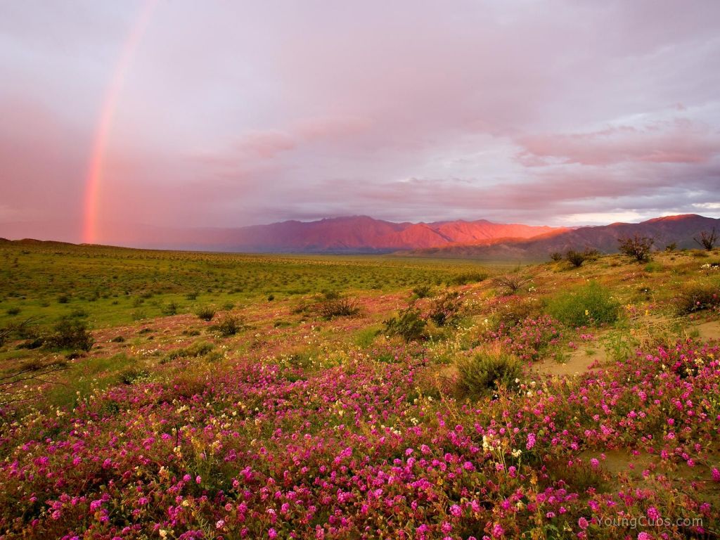 Sunrise, Anza Borrego State Park, California